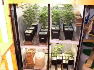 Liebevolle Senioren Plantage ausgehoben
