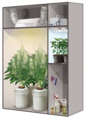 Mein Weg zum eigenen Holland-Weed: Ein Erfahrungsbericht zum Cannabis Indoor-Growing