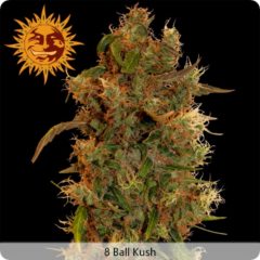 8 Ball Hanfpflanze als feminisierte Hanfsamen kaufen zum outdoor grow