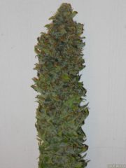 8 Ball Hanfpflanze als feminisierte Hanfsamen kaufen zum outdoor grow