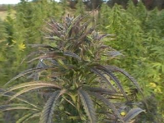 8 Ball Hanfpflanze als feminisierte Hanfsamen kaufen zum outdoor grow