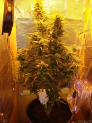 amnesia auto haze Hanfpflanze als feminisierte Hanfsamen kaufen zum autoflower grow