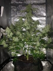 amnesia auto haze Hanfpflanze als feminisierte Hanfsamen kaufen zum autoflower grow