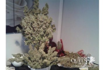 amnesia auto haze Hanfpflanze als feminisierte Hanfsamen kaufen zum autoflower grow