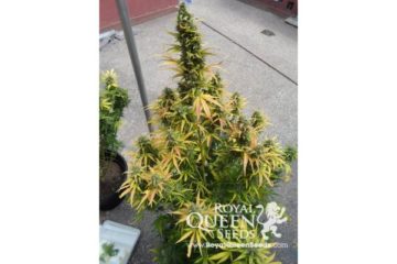 amnesia auto haze Hanfpflanze als feminisierte Hanfsamen kaufen zum autoflower grow