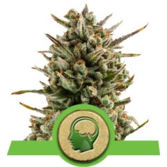 amnesia auto haze Hanfpflanze als feminisierte Hanfsamen kaufen zum autoflower grow