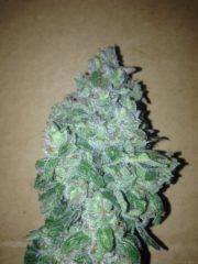 amnesia auto haze Hanfpflanze als feminisierte Hanfsamen kaufen zum autoflower grow