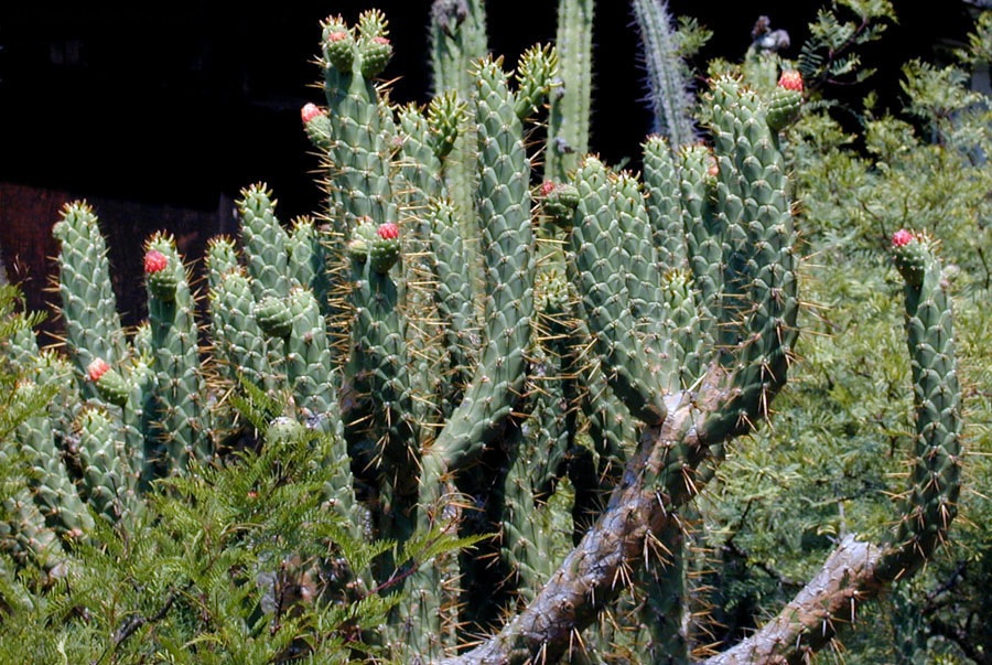 Meskalin Kaktus kaufen & legal bestellen – Wirkung, Konsum, Erfahrungen und mehr 22 Austrocylindropuntia cylindrica kaktus Opuntia cylindrica blühend