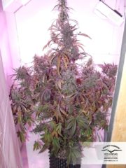auto blackberry Hanfpflanze als feminisierte Hanfsamen kaufen zum autoflower grow