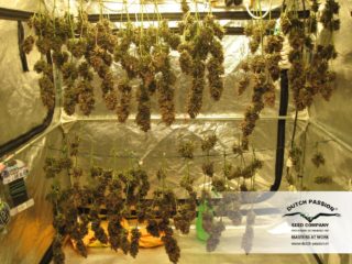 auto blackberry Hanfpflanze als feminisierte Hanfsamen kaufen zum autoflower grow