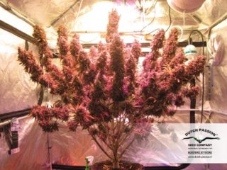 auto blackberry Hanfpflanze als feminisierte Hanfsamen kaufen zum autoflower grow