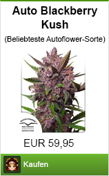 Banner hanfsamen kaufen der Sorte blackberry kush im Shayana Drogen Online Shop