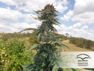 auto blackberry Hanfpflanze als feminisierte Hanfsamen kaufen zum autoflower grow
