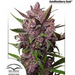 vorschaubild für auto blackberry kush Hanfsamen kaufen