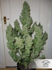 auto ultimate Hanfpflanze als feminisierte Hanfsamen kaufen zum autoflower grow