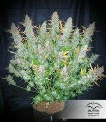 auto ultimate Hanfpflanze als feminisierte Hanfsamen kaufen zum autoflower grow