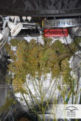 auto ultimate Hanfpflanze als feminisierte Hanfsamen kaufen zum autoflower grow