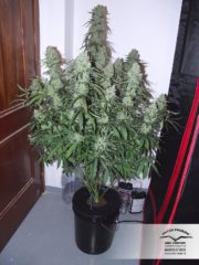 auto ultimate Hanfpflanze als feminisierte Hanfsamen kaufen zum autoflower grow