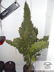 auto ultimate Hanfpflanze als feminisierte Hanfsamen kaufen zum autoflower grow