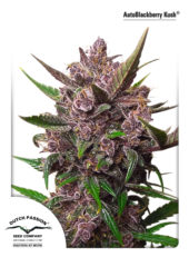 auto blackberry Hanfpflanze als feminisierte Hanfsamen kaufen zum autoflower grow