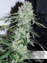 auto ultimate Hanfpflanze als feminisierte Hanfsamen kaufen zum autoflower grow