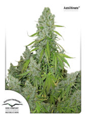 auto ultimate Hanfpflanze als feminisierte Hanfsamen kaufen zum autoflower grow