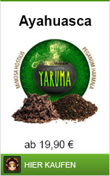 banner zum ayahuasca kaufen und dem zutaten bestellen (hier am beispiel der abbildung von mimosa hostilis und peganum harmala)