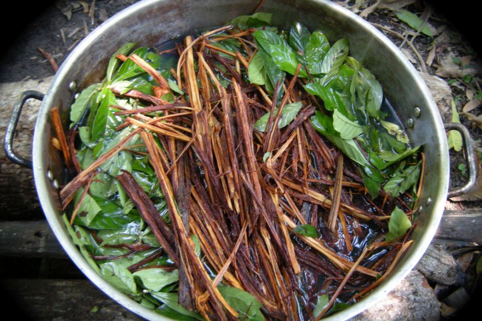 Ayahuasca kaufen & online bestellen: Preisvergleich, Rezepte, Tipps 19 Ayahuasca
