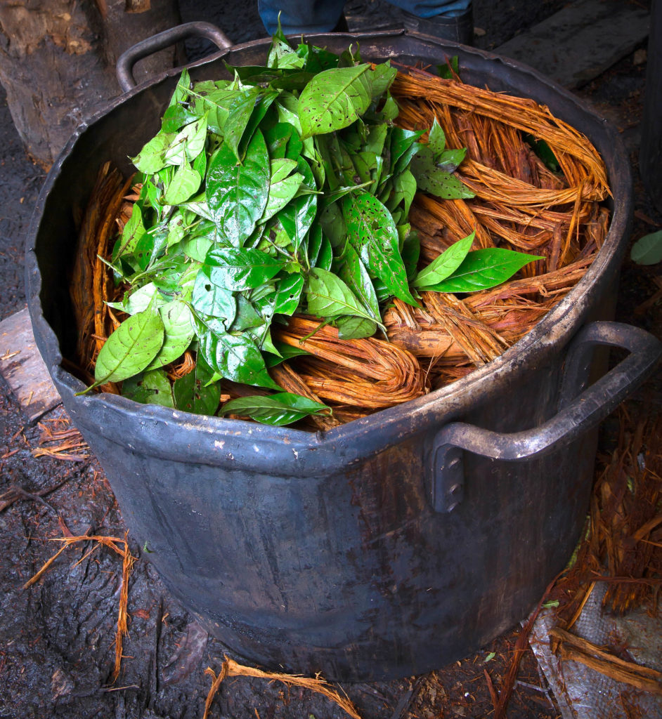 Ayahuasca