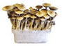 Vorschaubild pilz growbox bestellen b plus m