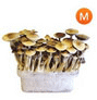 Vorschaubild mushroom growkit kaufen