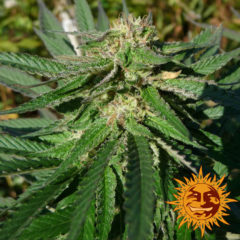 8 Ball Hanfpflanze als feminisierte Hanfsamen kaufen zum outdoor grow