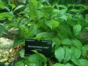 Banisteriopsis Caapi: Kaufen, Wirkung, Erfahrungen, Dosierung, Zubereitung