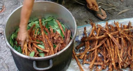 Erfahrungsbericht: 400 Patienten mit Iboga und Ayahuasca behandelt