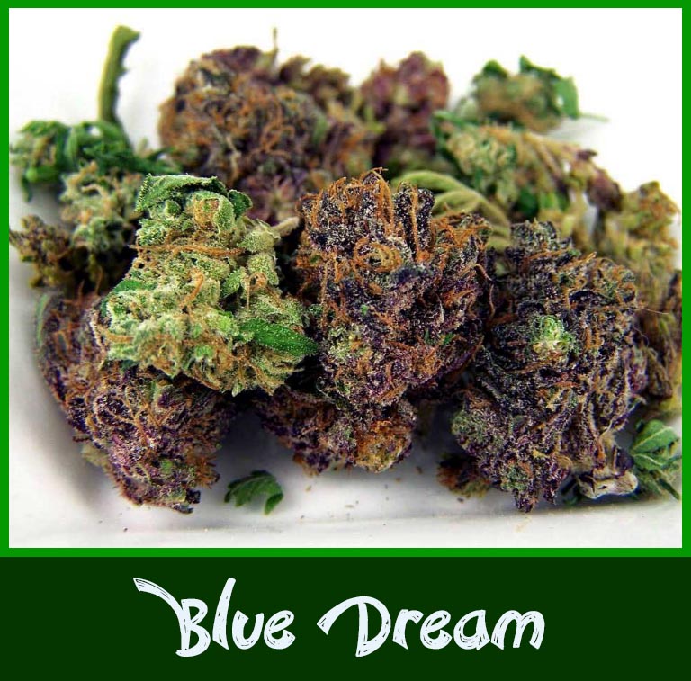 ? Gras kaufen und Cannabis online bestellen (Weed, Marihuana, Hanf) – Seriös & Sicher 36 Das Bild zeigt eine Nahaufname der Cannabissorte Blue Dream