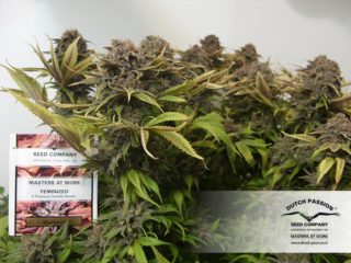Blueberry Hanfpflanzen aus feminisierten Hanfsamen