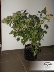 Blueberry Hanfpflanzen aus feminisierten Hanfsamen