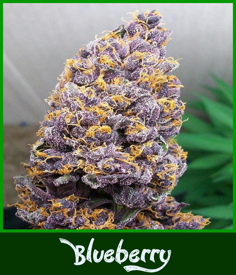 ? Gras kaufen und Cannabis online bestellen (Weed, Marihuana, Hanf) – Seriös & Sicher 40 Nahaufnahme einer Blüte der Hanfsorte Blueberry Grandaddy