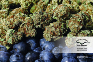 Blueberry Hanfpflanzen aus feminisierten Hanfsamen