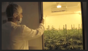 Italienische Armee baut medizinisches Cannabis indoor an