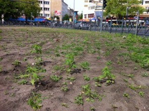 700 Hanfpflanzen von Piraten-Partei in Berliner City angepflanzt 2 cannabis kottbusser tor berlin hanfpflanzen