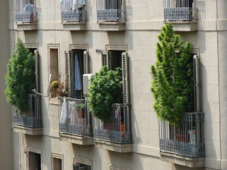 schöne marihuana gras pflanzen auf dem balkon
