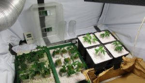 cannabis plantage hanf indoor 1 300x171 1 Kurzmeldung: Beim Überfliegen der wöchentlichen Drogen News fiel neben dem Üblichen (Dealer und hochgenommene Schmuggler, kiloweise Drogen beschlagnahmt und mehrere Cannabis-Plantagen ausgehoben) eine Meldung aufgrund ihrer Bilder besonders ins Auge - die von einem 59-jährigen liebevoll betriebene und sorgsam eingerichtete Indoorplantage auf: