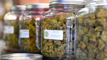 Cannabis-Agentur in Deutschland geplant