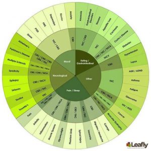 wirkung von cannabisöl gegen krebs bspw.