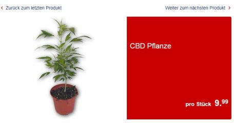 Hanfpflanzen bei Aldi kaufen - Cannabis gibt es jetzt im Supermarkt
