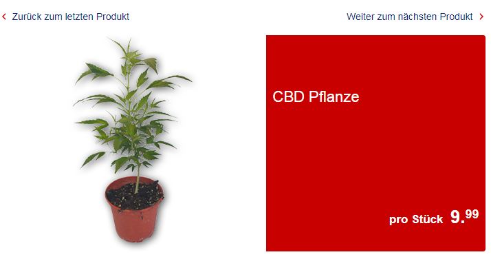 Hanfpflanzen bei Aldi kaufen - Cannabis gibt es jetzt im Supermarkt 1 CBD Hanf Pflanze bei Aldi