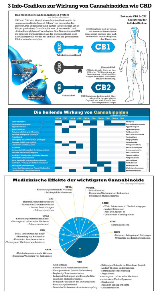 CBD-Öl kaufen & legal bestellen: Preisvergleich der besten Produkte 11 infografik wirkung cannabinoide