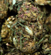 cbd-weed bestellen als softe sorte namens light mary