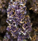 cbd-weed bestellen als grassorte purple maze